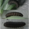 par mnemosyne larva2 volg